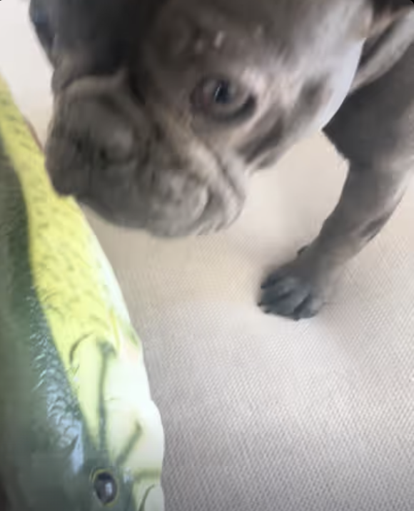 Frenchie vs Billy The Bass Singing Fish !